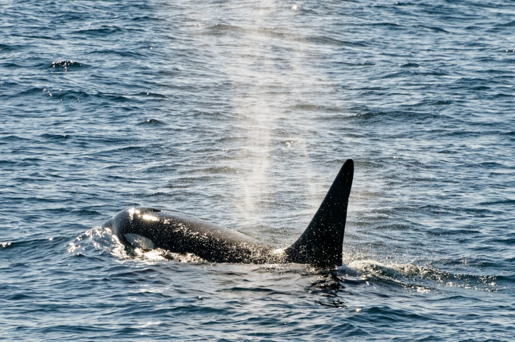 Alaska - Seward - Orque