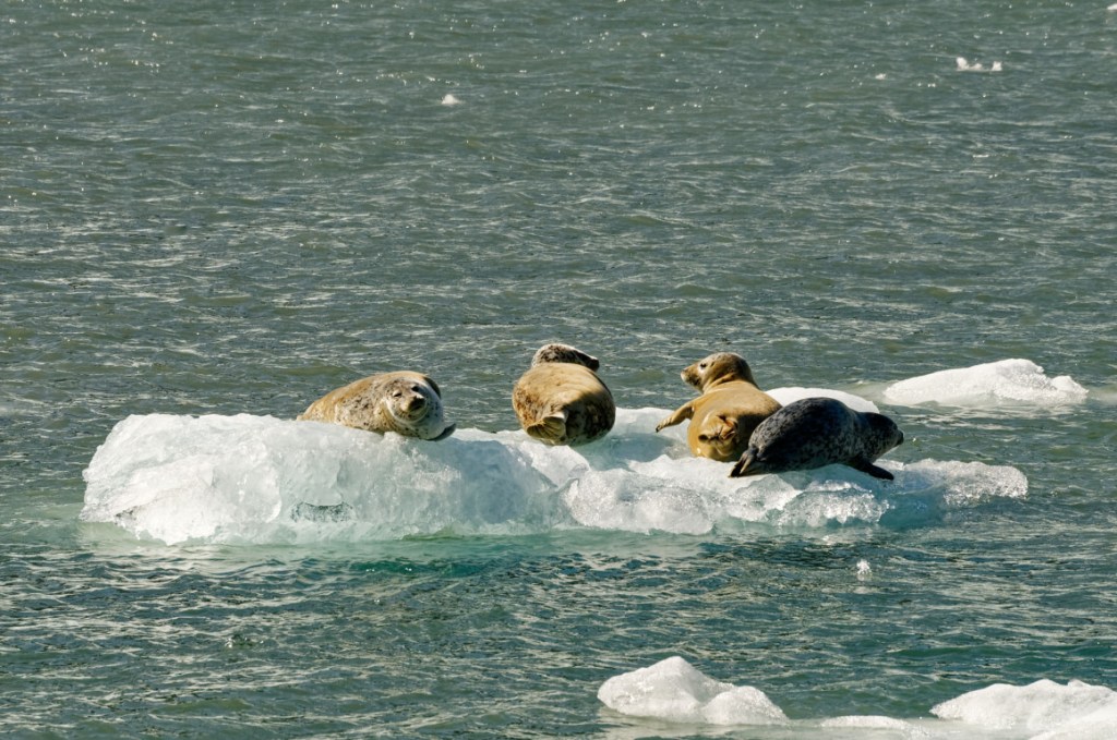 Alaska - Seward - Otaries