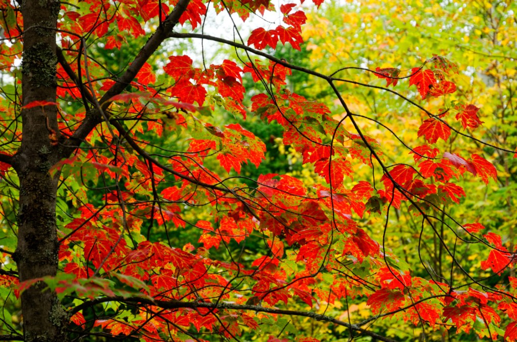 Québec - En forêt à l'été indien